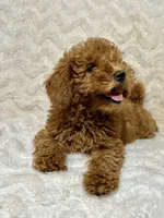 Codutti, a female Miniature Goldendoodle for sale in Amherst, VA – 8 of 8