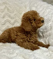 Codutti, a female Miniature Goldendoodle for sale in Amherst, VA – 2 of 8