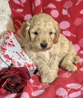 Dusty, a male Miniature Goldendoodle for sale in Amherst, VA – Photo 1 of 6
