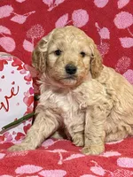 Dusty, a male Miniature Goldendoodle for sale in Amherst, VA – Photo 2 of 6