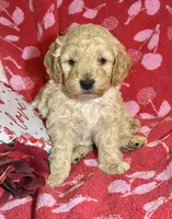 Dusty, a male Miniature Goldendoodle for sale in Amherst, VA – Photo 4 of 6