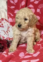 Dusty, a male Miniature Goldendoodle for sale in Amherst, VA – Photo 3 of 6