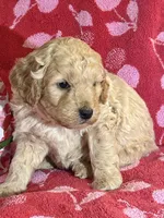 Dusty, a male Miniature Goldendoodle for sale in Amherst, VA – Photo 6 of 6