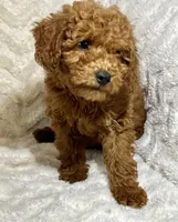 Ginger, a male Miniature Goldendoodle for sale in Amherst, VA – 4 of 8