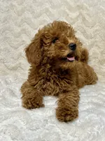 Codutti, a female Miniature Goldendoodle for sale in Amherst, VA – 7 of 8