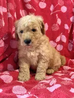 Rex, a male Miniature Goldendoodle for sale in Amherst, VA – Photo 7 of 9