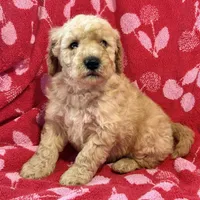 Rex, a male Miniature Goldendoodle for sale in Amherst, VA – Photo 2 of 7