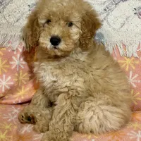 Rex, a male Miniature Goldendoodle for sale in Amherst, VA – Photo 5 of 7