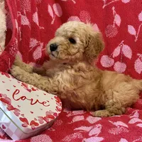 Rex, a male Miniature Goldendoodle for sale in Amherst, VA – Photo 1 of 7