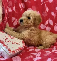 Rex, a male Miniature Goldendoodle for sale in Amherst, VA – Photo 1 of 9