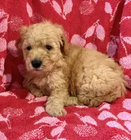 Rex, a male Miniature Goldendoodle for sale in Amherst, VA – Photo 8 of 9