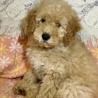 Rex, a male Miniature Goldendoodle for sale in Amherst, VA – Photo 4 of 7