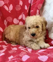 Rex, a male Miniature Goldendoodle for sale in Amherst, VA – Photo 9 of 9