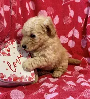 Rex, a male Miniature Goldendoodle for sale in Amherst, VA – Photo 5 of 9