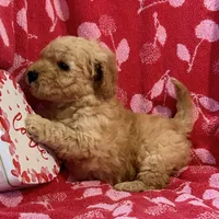 Rex, a male Miniature Goldendoodle for sale in Amherst, VA – Photo 3 of 7