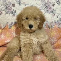 Rex, a male Miniature Goldendoodle for sale in Amherst, VA – Photo 7 of 7