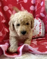 Rex, a male Miniature Goldendoodle for sale in Amherst, VA – Photo 6 of 9