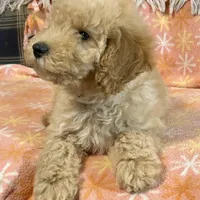 Rex, a male Miniature Goldendoodle for sale in Amherst, VA – Photo 6 of 7