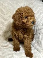 Ginger, a male Miniature Goldendoodle for sale in Amherst, VA – 6 of 8