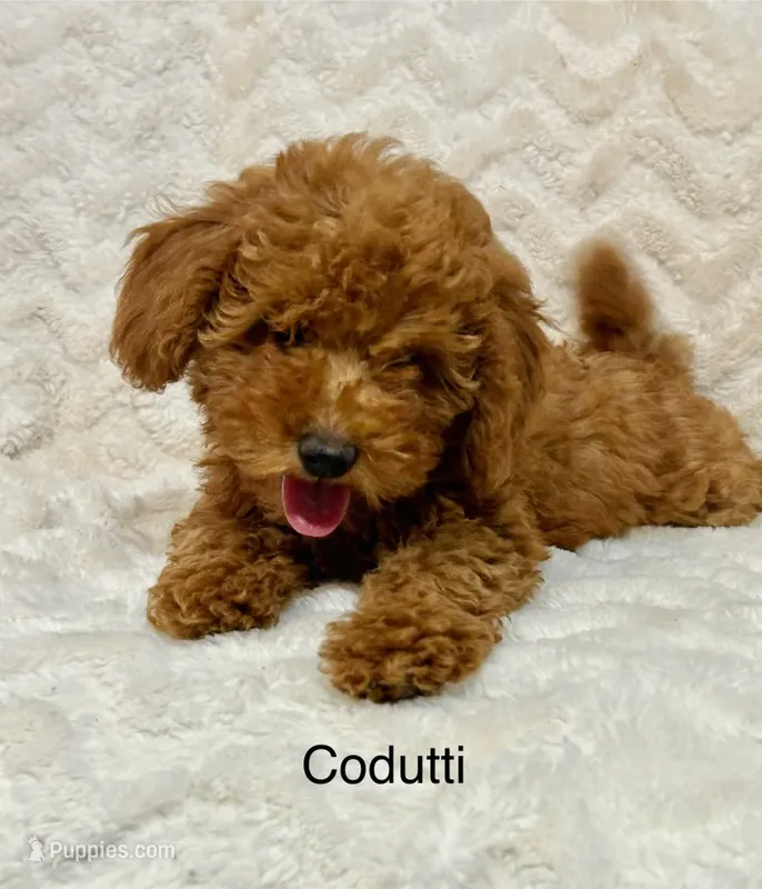 Codutti – Miniature Goldendoodle puppy for sale in Amherst, VA