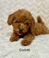 Codutti, a female Miniature Goldendoodle for sale in Amherst, VA – 1 of 8