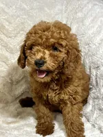 Ginger, a male Miniature Goldendoodle for sale in Amherst, VA – 1 of 8