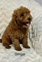 Ginger, a male Miniature Goldendoodle for sale in Amherst, VA – 2 of 8