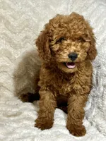 Ginger, a male Miniature Goldendoodle for sale in Amherst, VA – 5 of 8