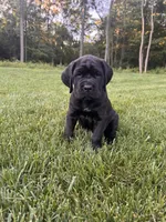 Violet, a female Cane Corso for sale in New Holland, PA – 2 of 5
