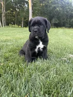 Max, a male Cane Corso for sale in New Holland, PA – 5 of 7