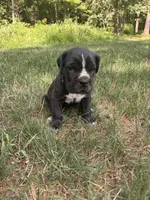 Rosie, a female Cane Corso for sale in New Holland, PA – 2 of 2