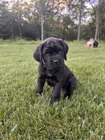 Violet, a female Cane Corso for sale in New Holland, PA – 3 of 5