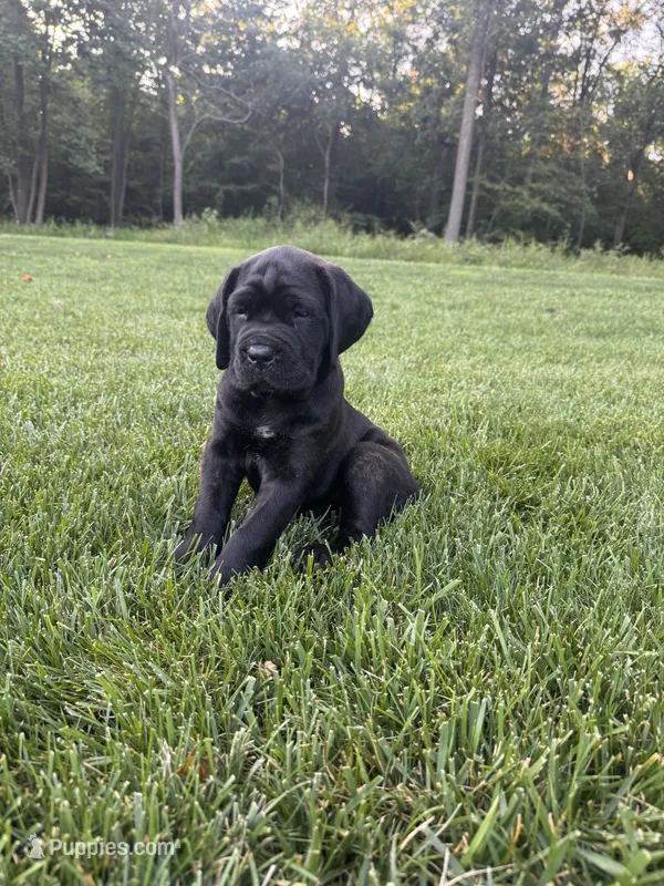 Violet – Cane Corso puppy for sale in New Holland, PA