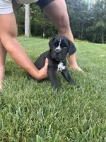 Rosie, a female Cane Corso for sale in New Holland, PA – 2 of 4