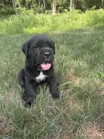 Max, a male Cane Corso for sale in New Holland, PA – 2 of 2