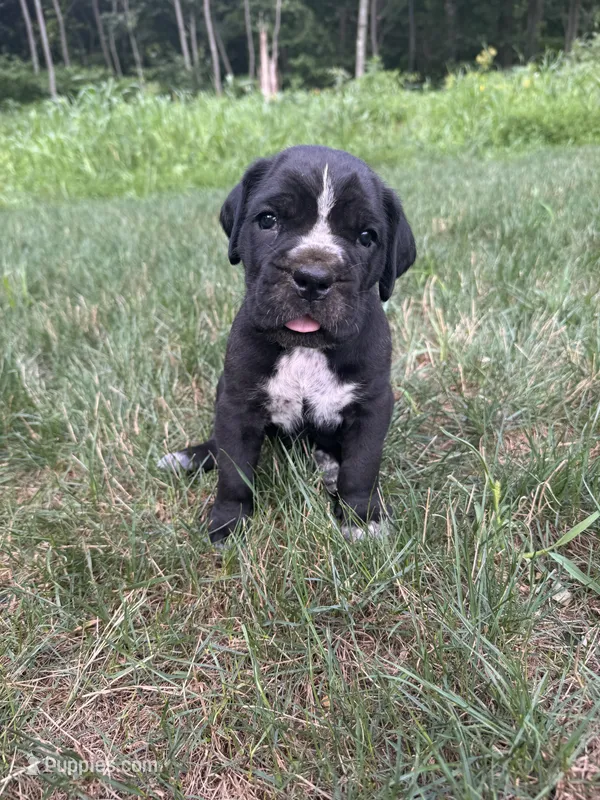 Rosie – Cane Corso puppy for sale in New Holland, PA