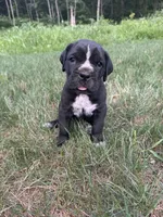 Rosie, a female Cane Corso for sale in New Holland, PA – 1 of 2