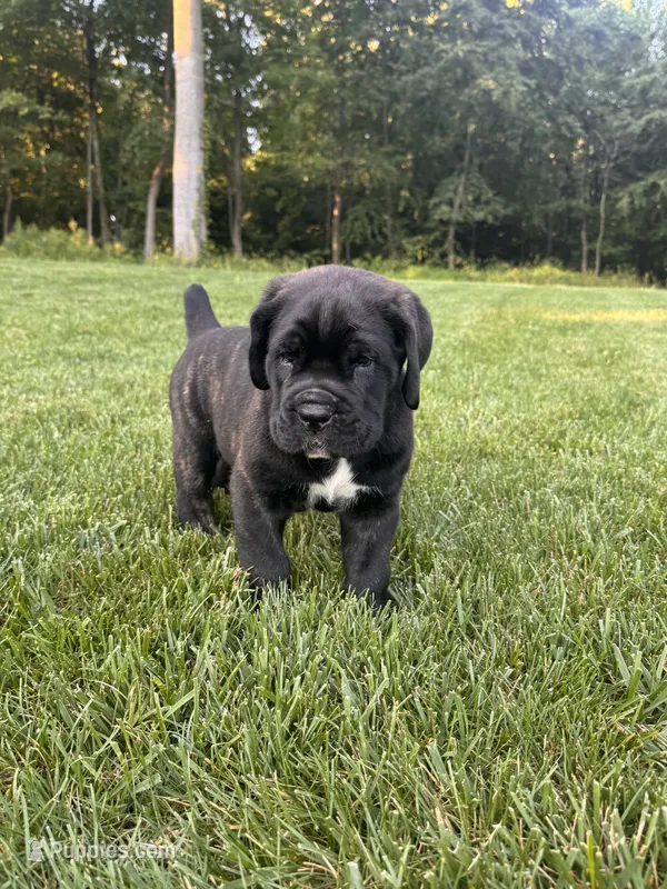 Max – Cane Corso puppy for sale in New Holland, PA