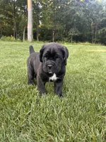 Max, a male Cane Corso for sale in New Holland, PA – 1 of 7