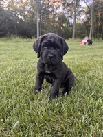 Violet, a female Cane Corso for sale in New Holland, PA – 4 of 5