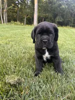 Max, a male Cane Corso for sale in New Holland, PA – 2 of 7