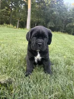 Max, a male Cane Corso for sale in New Holland, PA – 3 of 7