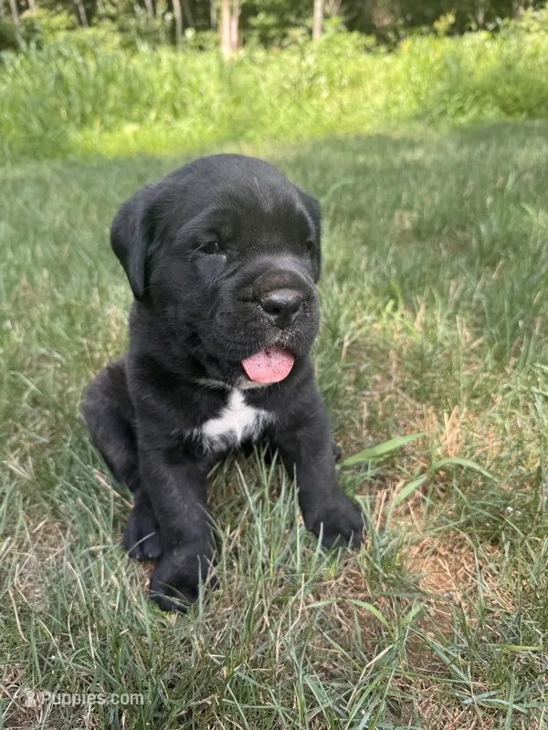 Max – Cane Corso puppy for sale in New Holland, PA