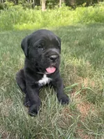 Max, a male Cane Corso for sale in New Holland, PA – 1 of 2