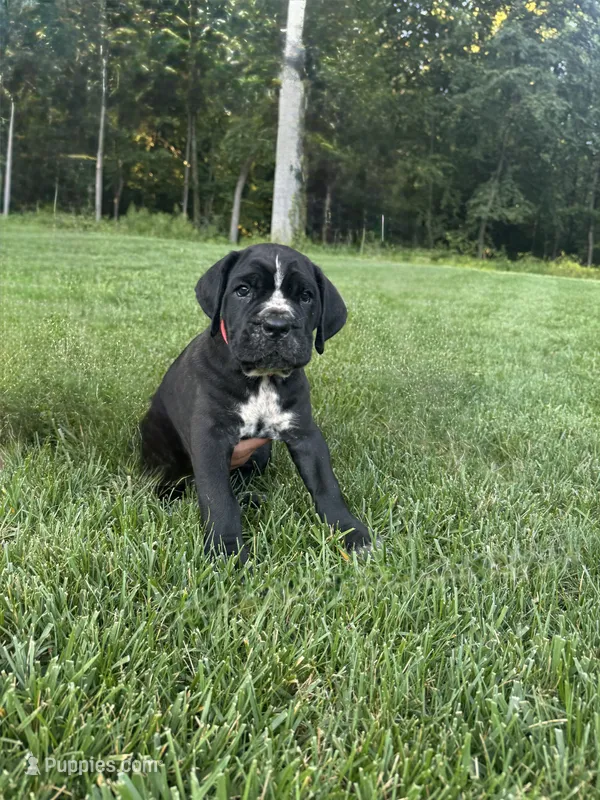Rosie – Cane Corso puppy for sale in New Holland, PA