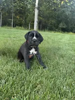 Rosie, a female Cane Corso for sale in New Holland, PA – 1 of 4