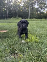 Violet, a female Cane Corso for sale in New Holland, PA – 5 of 5