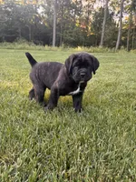 Max, a male Cane Corso for sale in New Holland, PA – 4 of 7