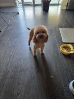 Gigi, a female Poodle - Toy  for sale in Pomona, CA – Photo 1 of 4