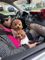 Gigi, a female Poodle - Toy  for sale in Pomona, CA – Photo 4 of 4